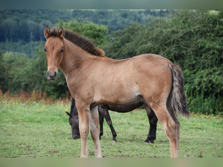 PRE Hengst 1 Jaar Bruin in Dochamps