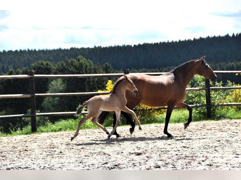 PRE Hengst 1 Jaar Bruin in Dochamps