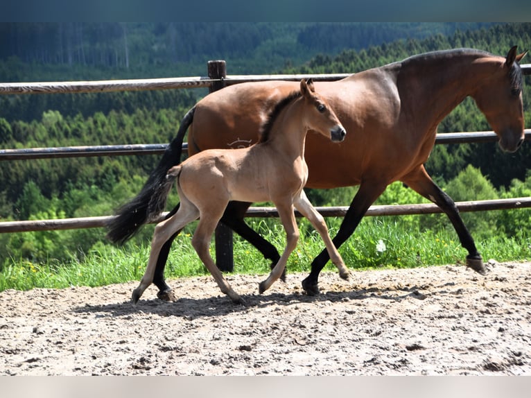 PRE Hengst 1 Jaar Bruin in Dochamps