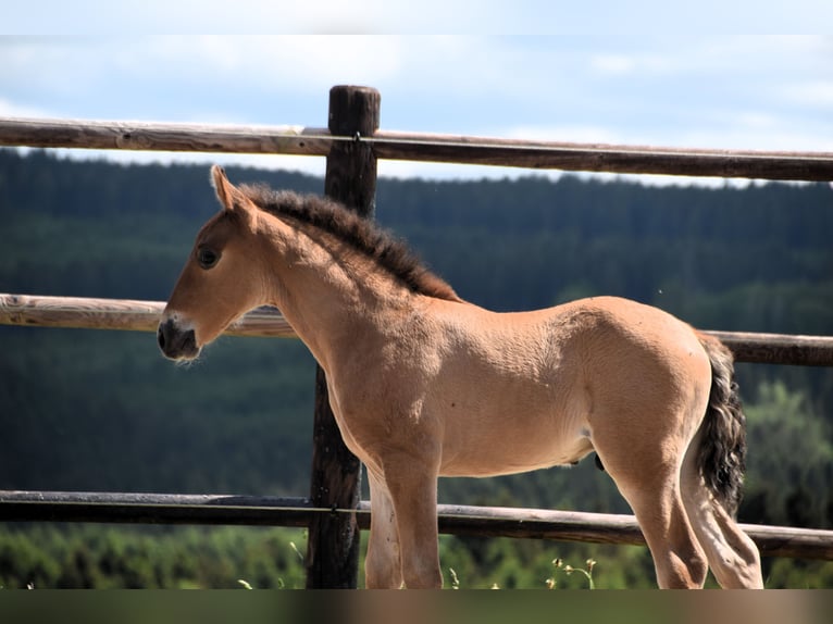 PRE Hengst 1 Jaar Bruin in Dochamps