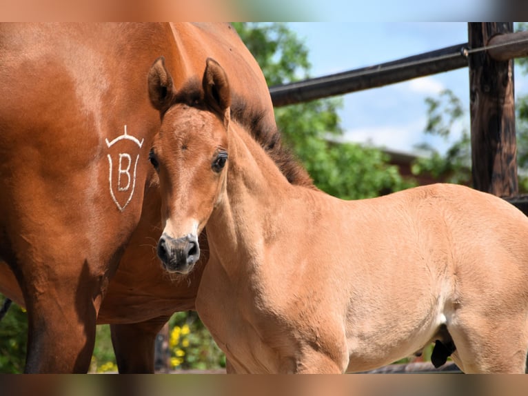 PRE Hengst 1 Jaar Bruin in Dochamps