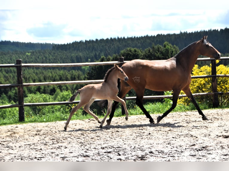 PRE Hengst 1 Jaar Bruin in Dochamps