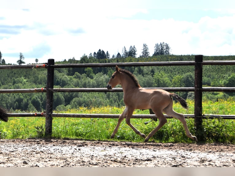 PRE Hengst 1 Jaar Bruin in Dochamps