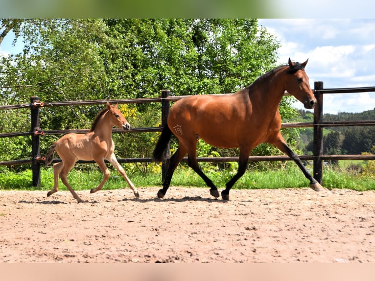 PRE Hengst 1 Jaar Bruin in Dochamps