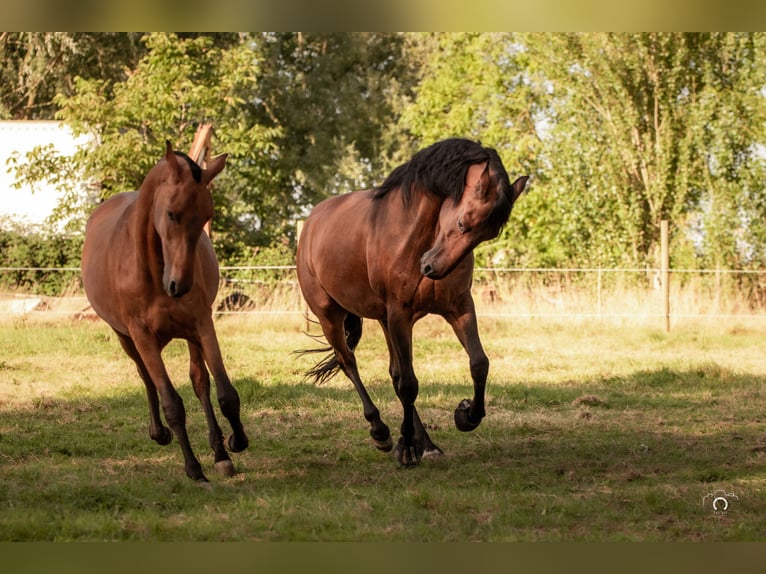 PRE Mix Hengst 1 Jaar Bruin in Verlinghem