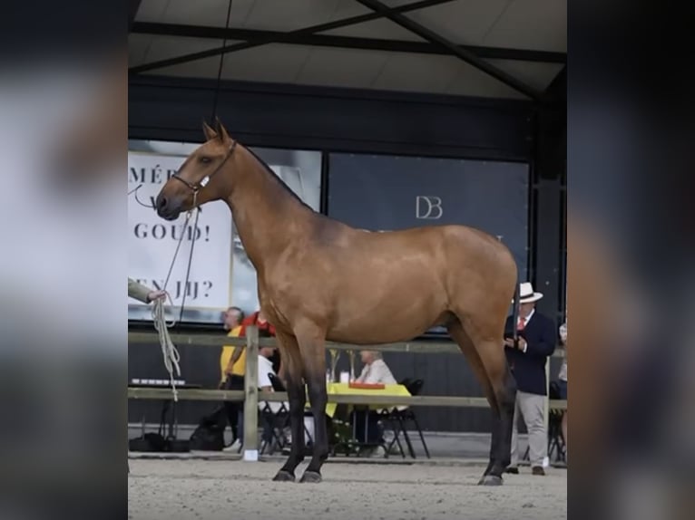 PRE Mix Hengst 1 Jaar Bruin in Verlinghem