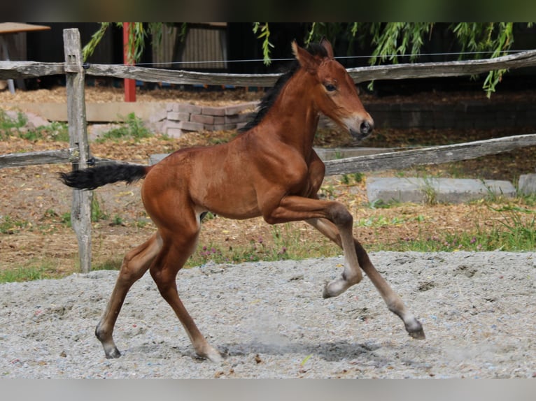PRE Hengst 1 Jaar Bruin in Alveringem