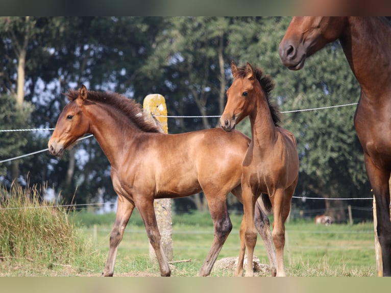 PRE Hengst 1 Jaar Bruin in Alveringem