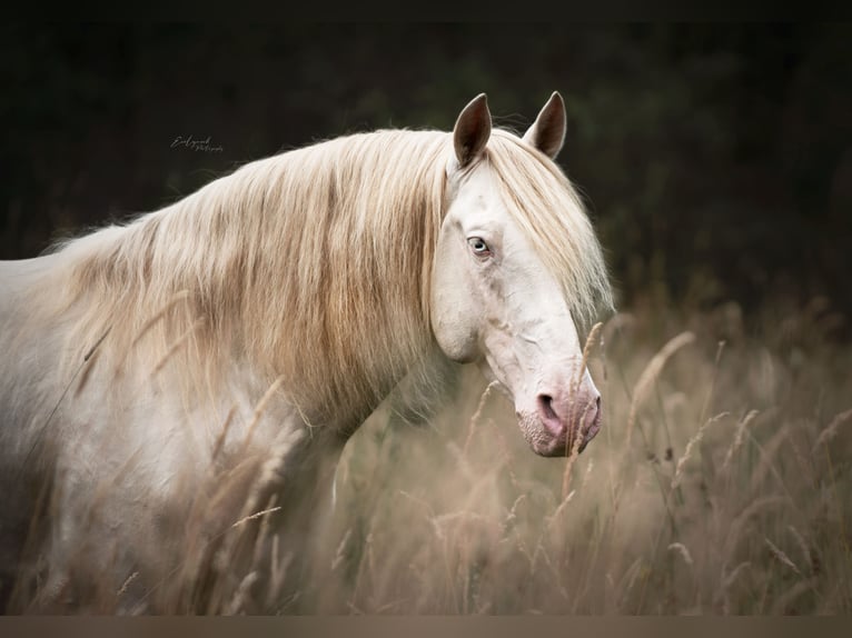 PRE Hengst 1 Jaar Buckskin in Manhay