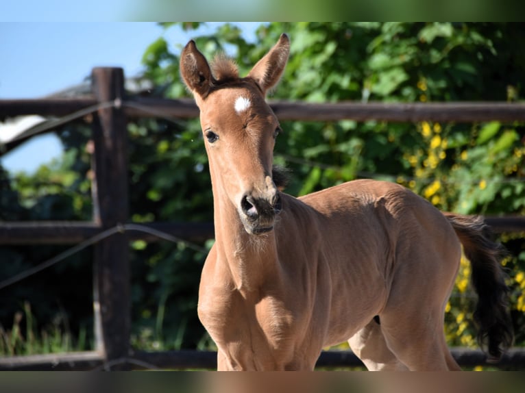 PRE Hengst 1 Jaar Buckskin in Manhay