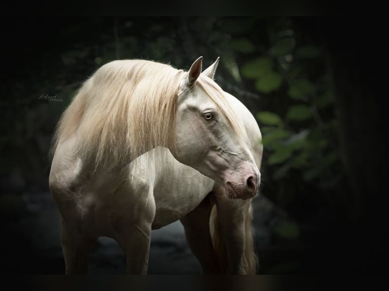 PRE Hengst 1 Jaar Buckskin in Manhay