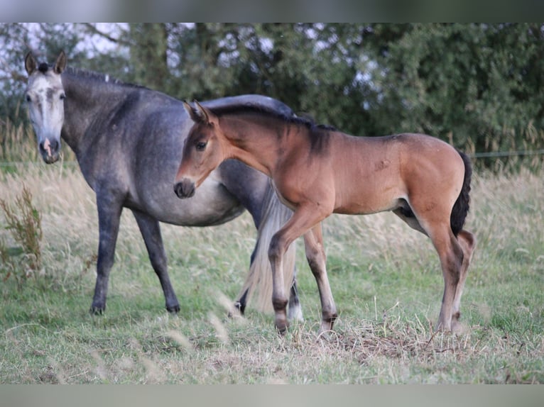 PRE Hengst 1 Jaar Donkerbruin in Alveringem