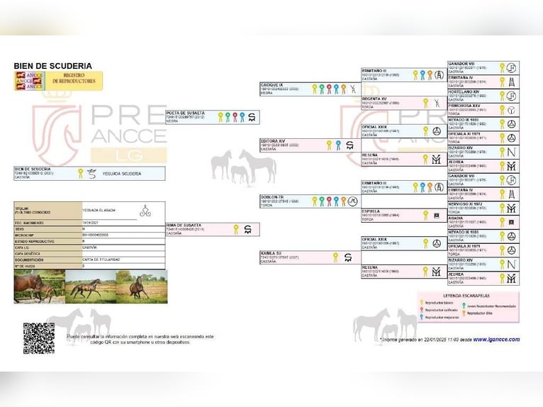 PRE Hengst 1 Jaar Donkerbruin in Alveringem