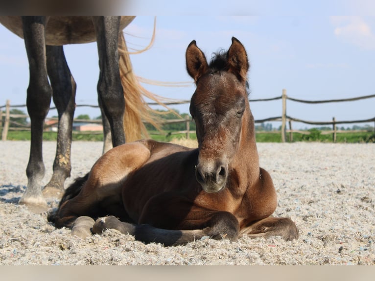 PRE Hengst 1 Jaar Donkerbruin in Alveringem