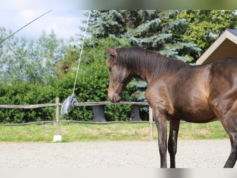 PRE Mix Hengst 1 Jaar Donkerbruin in Alveringem