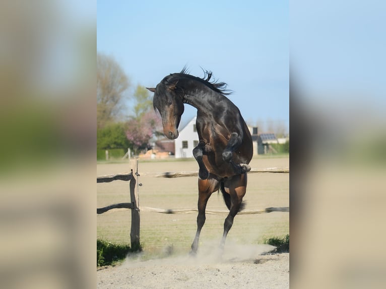 PRE Mix Hengst 1 Jaar Donkerbruin in Alveringem