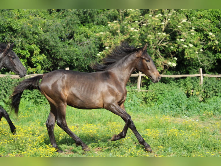 PRE Mix Hengst 1 Jaar Donkerbruin in Alveringem