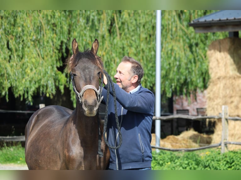 PRE Mix Hengst 1 Jaar Donkerbruin in Alveringem