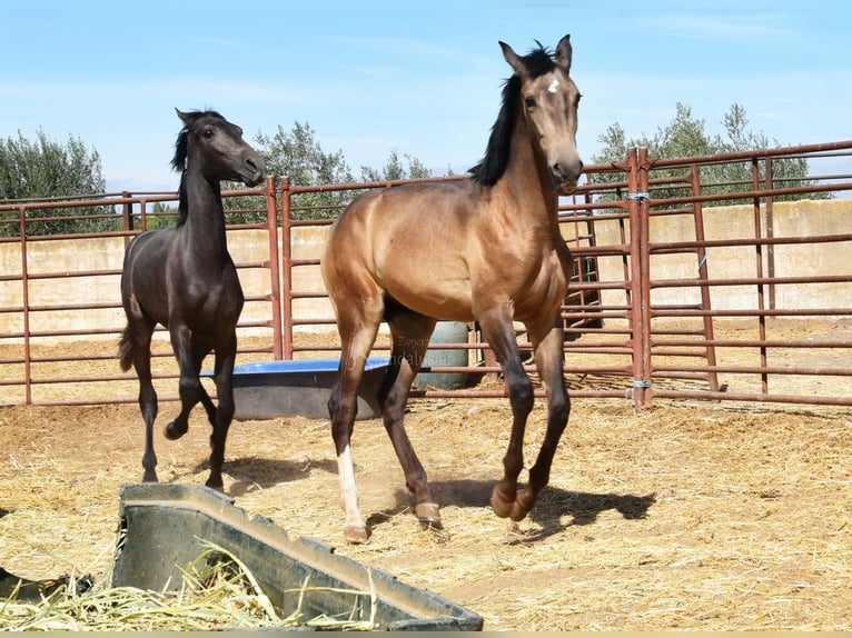 PRE Mix Hengst 1 Jaar Falbe in Provinz Granada