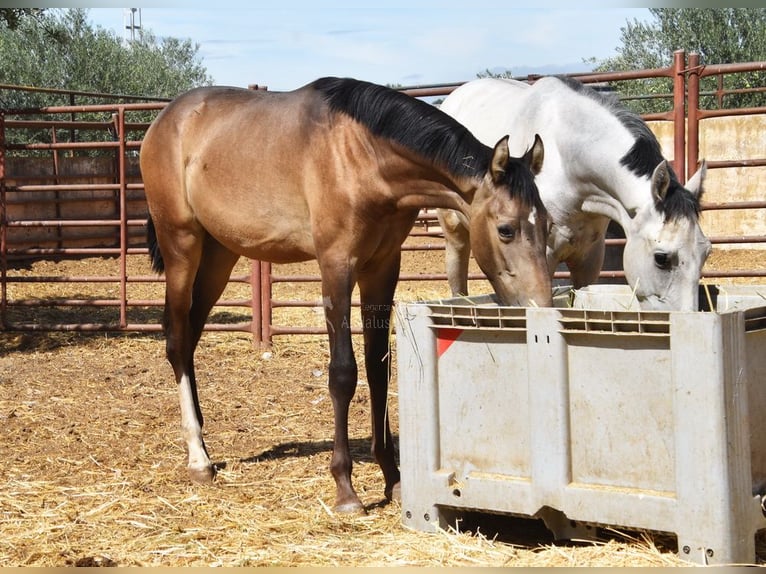 PRE Mix Hengst 1 Jaar Falbe in Provinz Granada