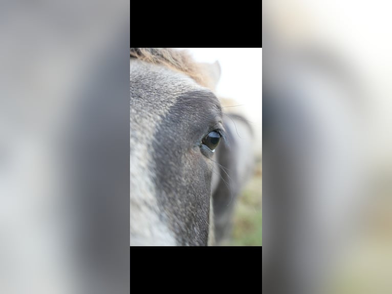 PRE Hengst 1 Jaar Falbe in Bad Sobernheim