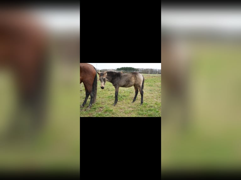 PRE Hengst 1 Jaar Falbe in Bad Sobernheim