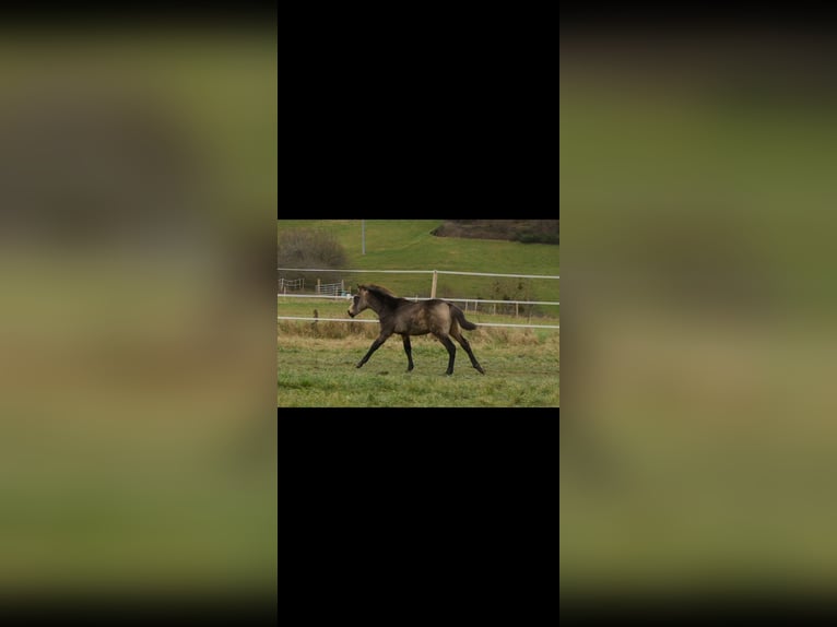 PRE Hengst 1 Jaar Falbe in Bad Sobernheim