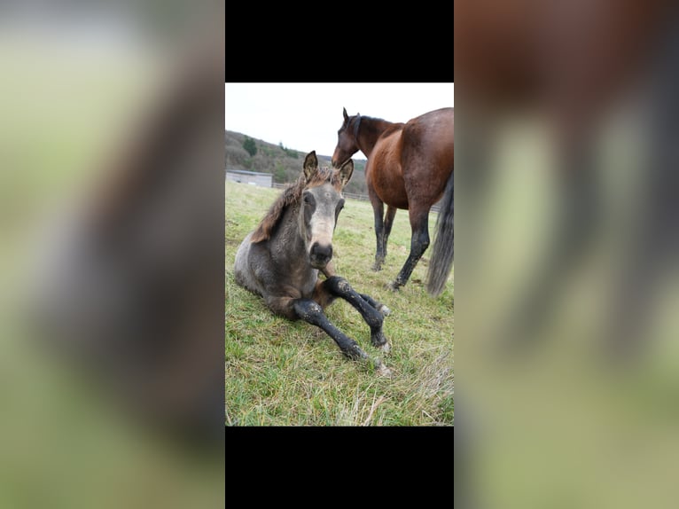 PRE Hengst 1 Jaar Falbe in Bad Sobernheim