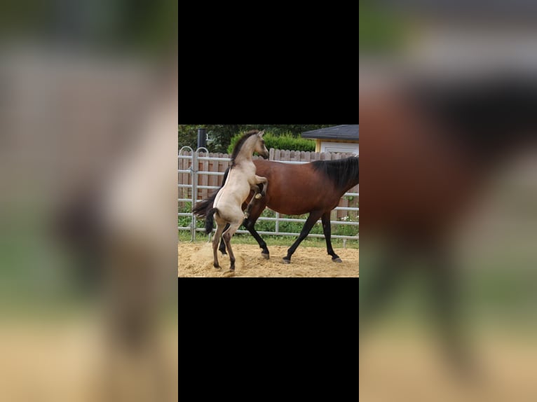 PRE Hengst 1 Jaar Falbe in Bad Sobernheim