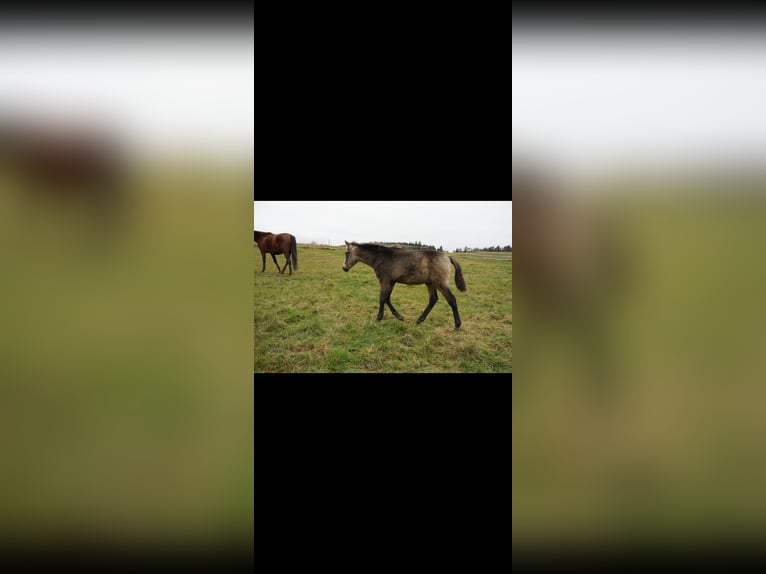 PRE Hengst 1 Jaar Falbe in Bad Sobernheim