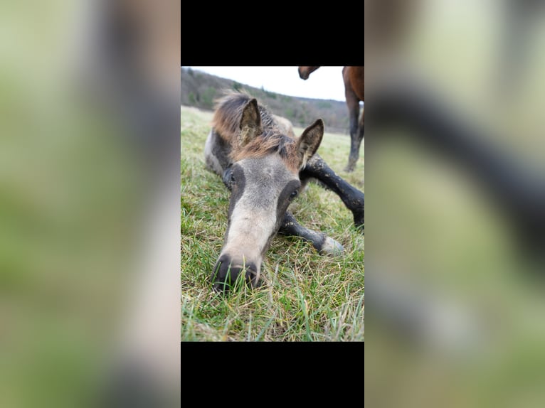 PRE Hengst 1 Jaar Falbe in Bad Sobernheim