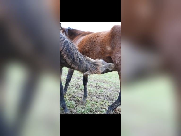 PRE Hengst 1 Jaar Falbe in Bad Sobernheim