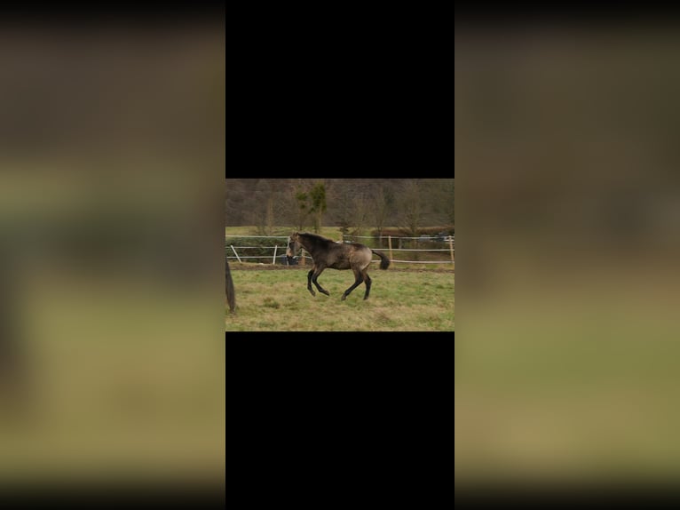 PRE Hengst 1 Jaar Falbe in Bad Sobernheim