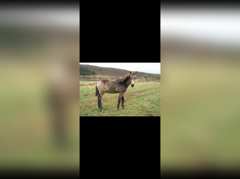 PRE Hengst 1 Jaar Falbe in Bad Sobernheim