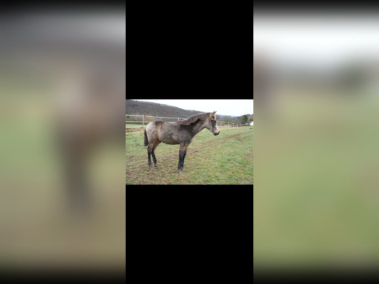 PRE Hengst 1 Jaar Falbe in Bad Sobernheim