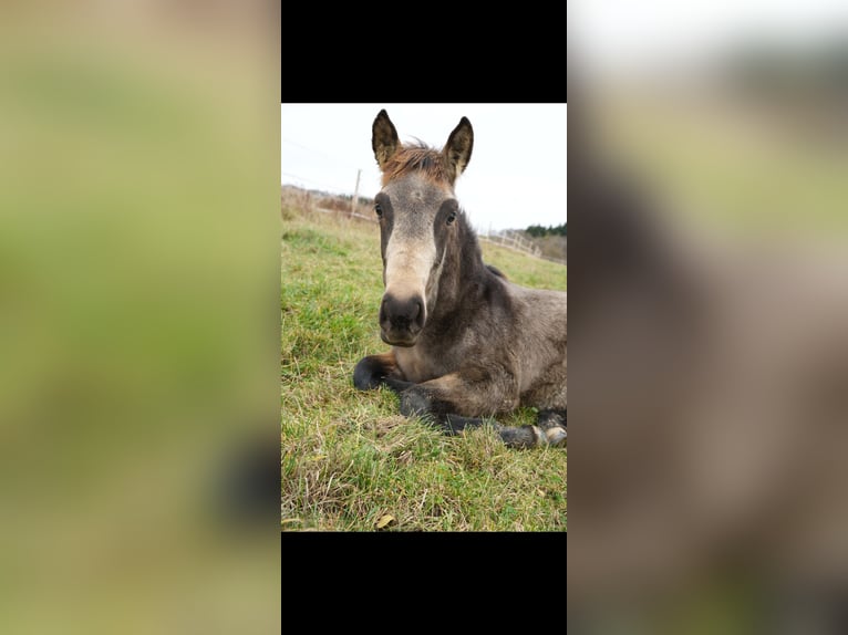 PRE Hengst 1 Jaar Falbe in Bad Sobernheim