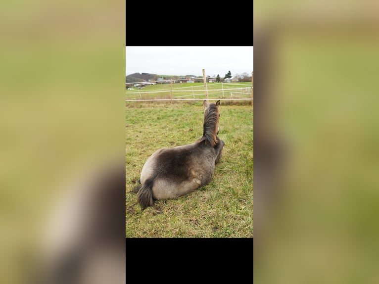 PRE Hengst 1 Jaar Falbe in Bad Sobernheim