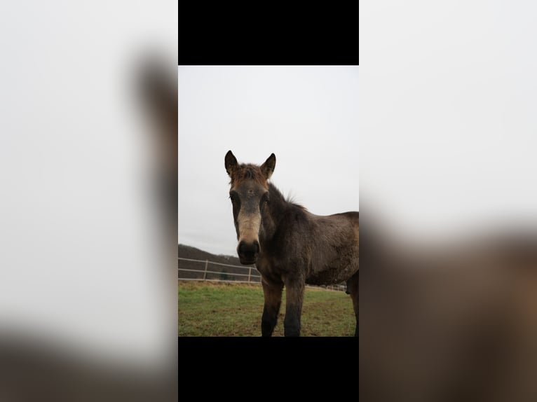 PRE Hengst 1 Jaar Falbe in Bad Sobernheim