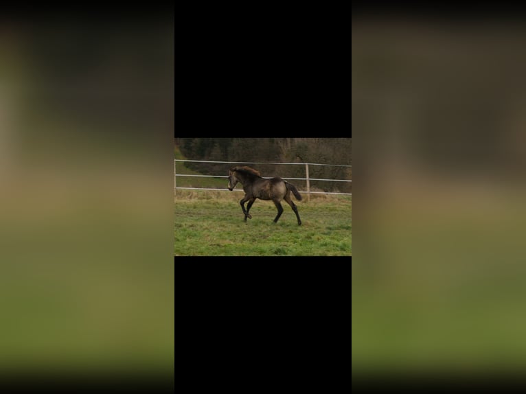 PRE Hengst 1 Jaar Falbe in Bad Sobernheim