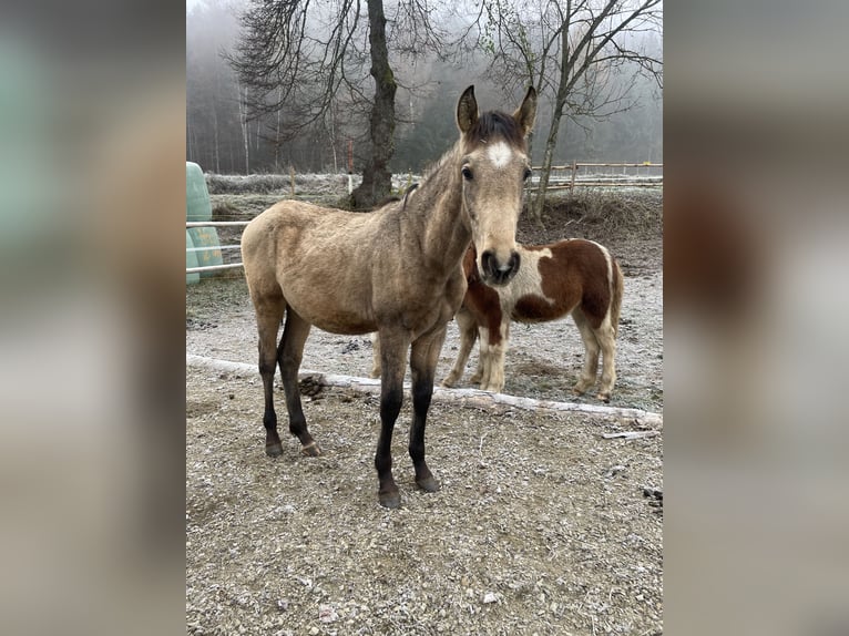 PRE Hengst 1 Jaar Falbe in Klagenfurt,11.Bez.:St. Ruprecht