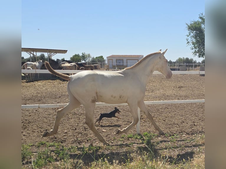 PRE Hengst 1 Jaar in Torralba De Calatrava