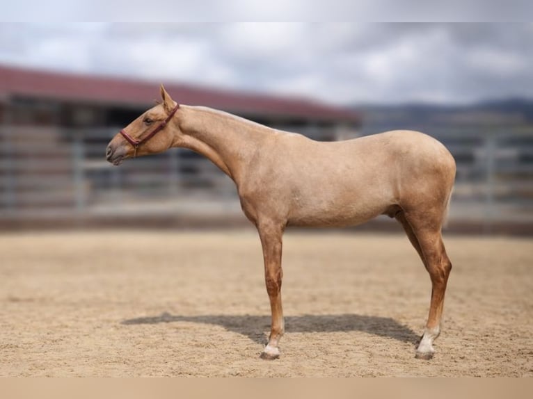 PRE Hengst 1 Jaar Palomino in Caumont
