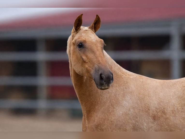 PRE Hengst 1 Jaar Palomino in Caumont