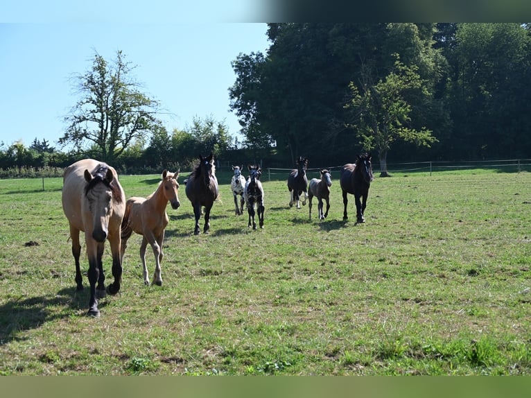 PRE Hengst 1 Jaar Palomino in Klettgau
