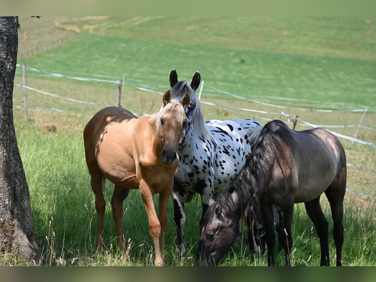 PRE Mix Hengst 1 Jaar Palomino in Klettgau