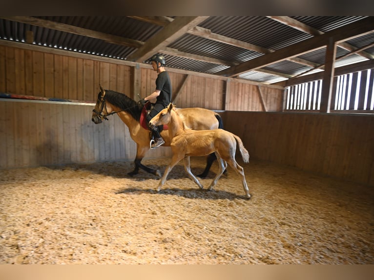 PRE Hengst 1 Jaar Palomino in Klettgau