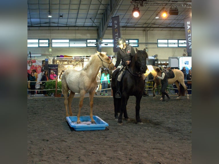 PRE Hengst 1 Jaar Palomino in Caumont
