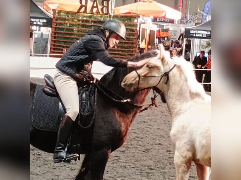 PRE Hengst 1 Jaar Palomino in Caumont