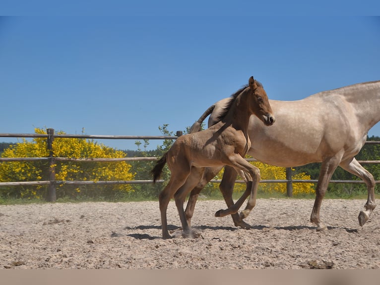 PRE Hengst 1 Jaar Pearl in Manhay