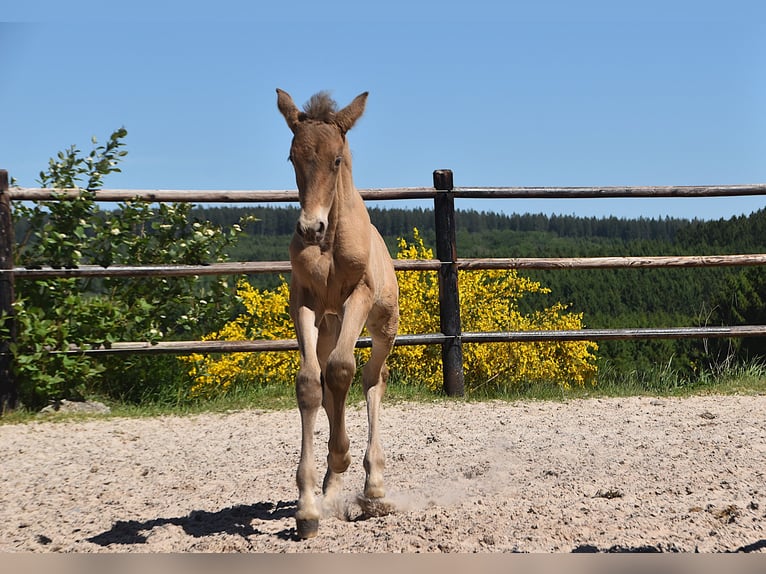 PRE Hengst 1 Jaar Pearl in Manhay